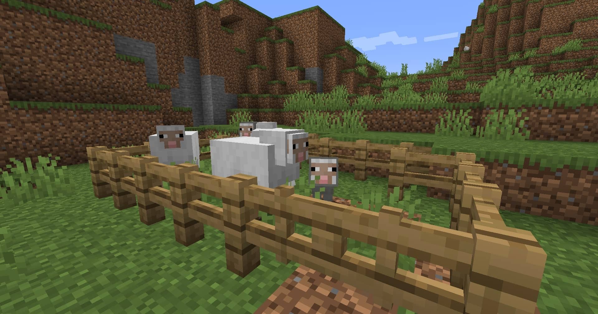 Chăn nuôi một đàn cừu bên trong hàng rào gỗ