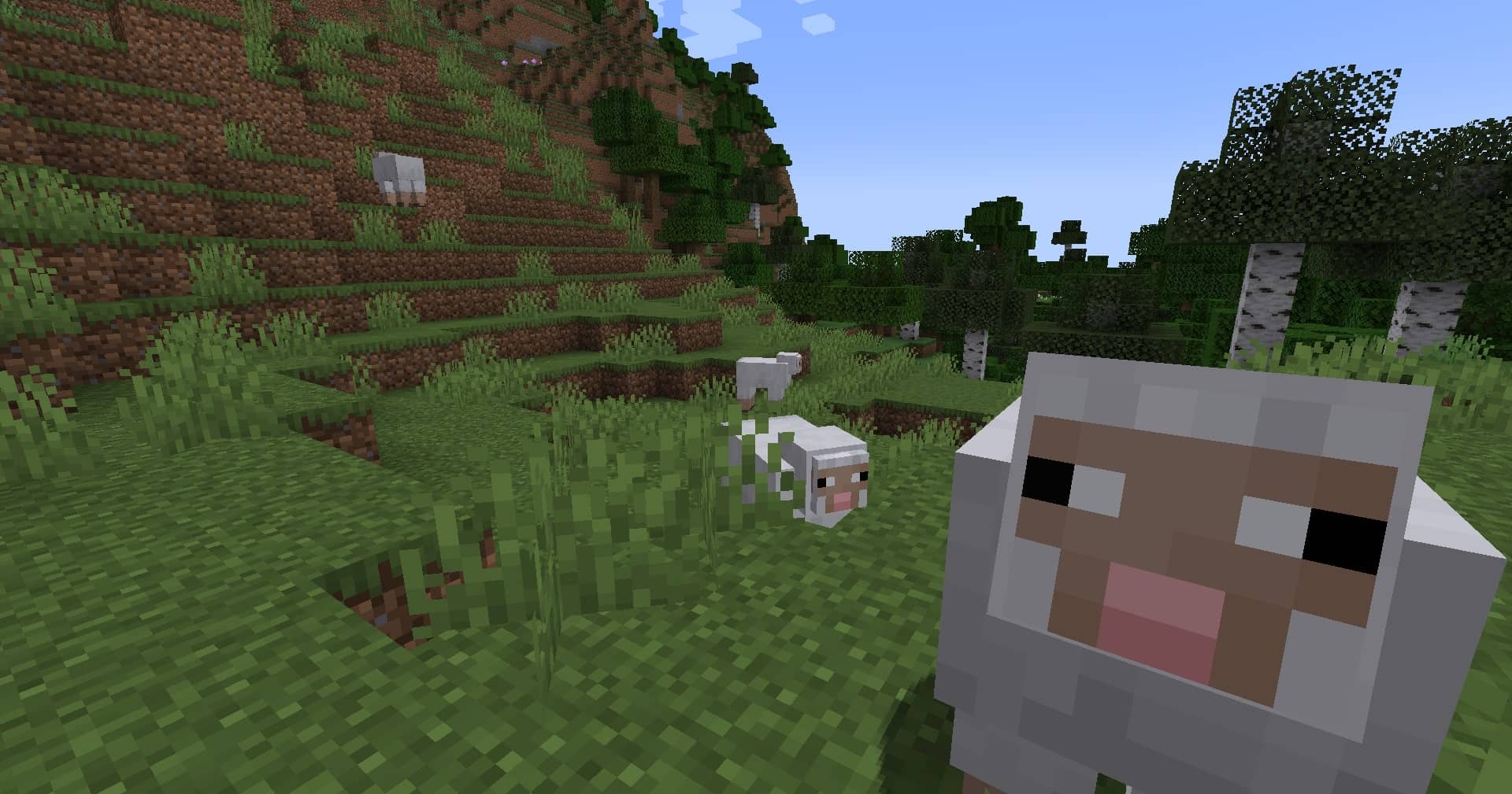 Đàn cừu xuất hiện tại đồng bằng cỏ