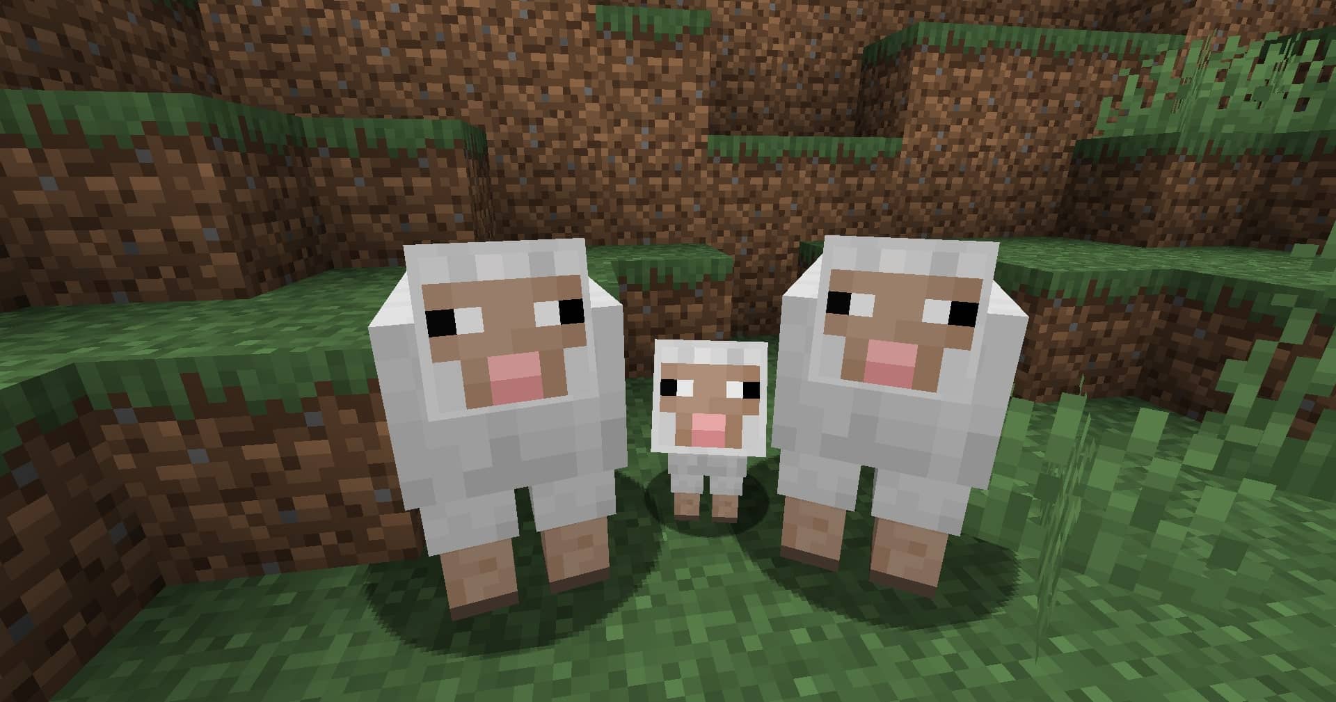 Gia đình 3 con cừu