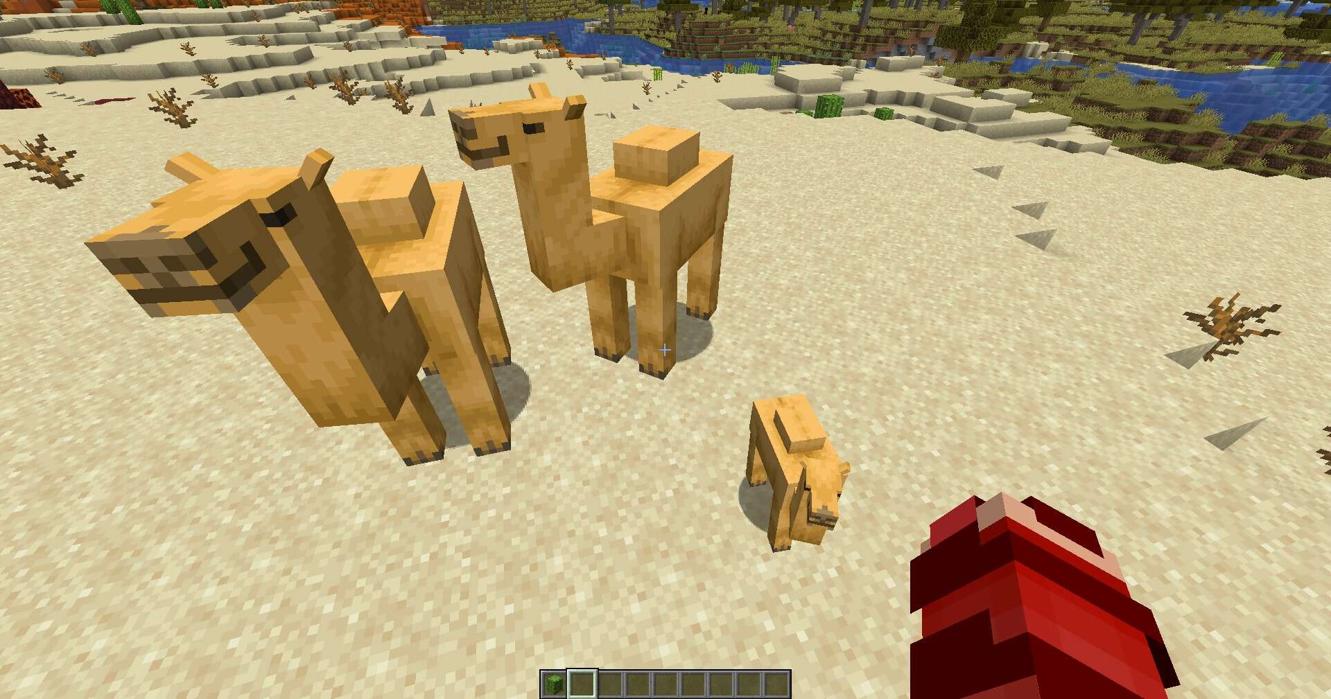 Gia đình 3 con lạc đà